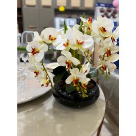 Arranjo Orquídeas Branca 05 galhos Vaso Redondo Preto